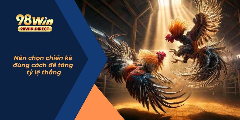 Nên chọn chiến kê đúng cách để tăng tỷ lệ thắng