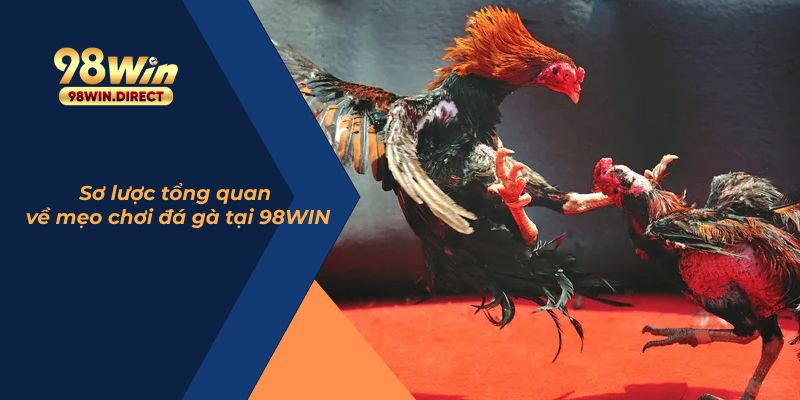 Sơ lược tổng quan về mẹo chơi đá gà tại 98WIN